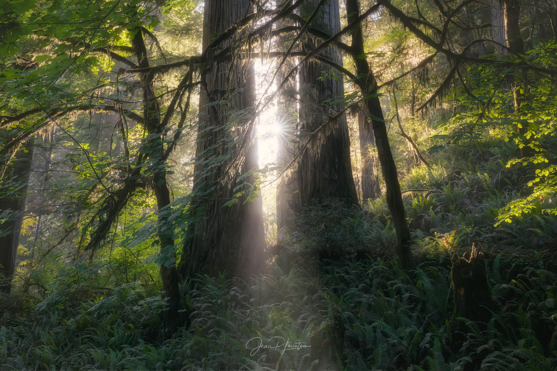 Fog Index — Never miss the perfect foggy morning
