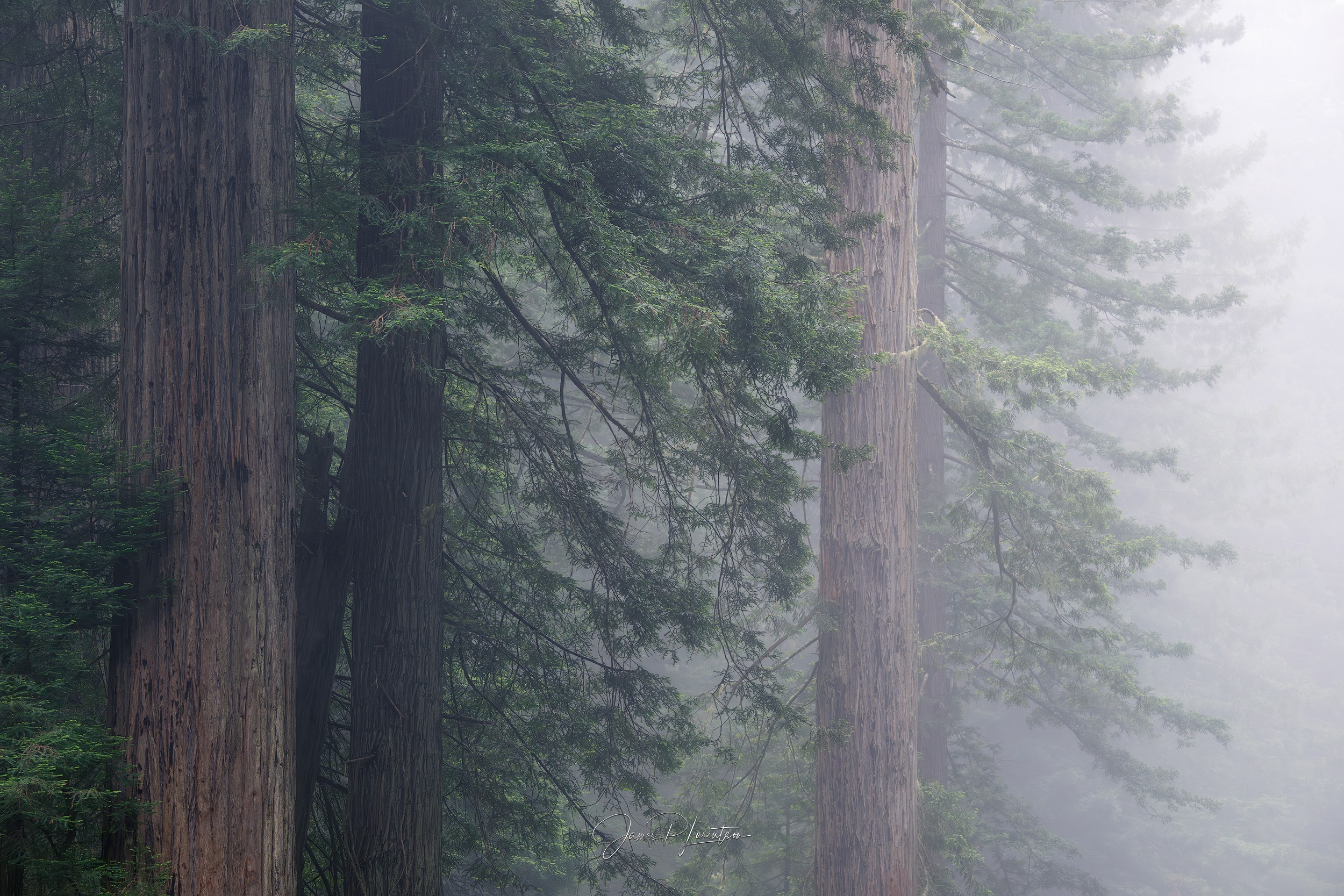 View from inside dense valley fog with low contrast.