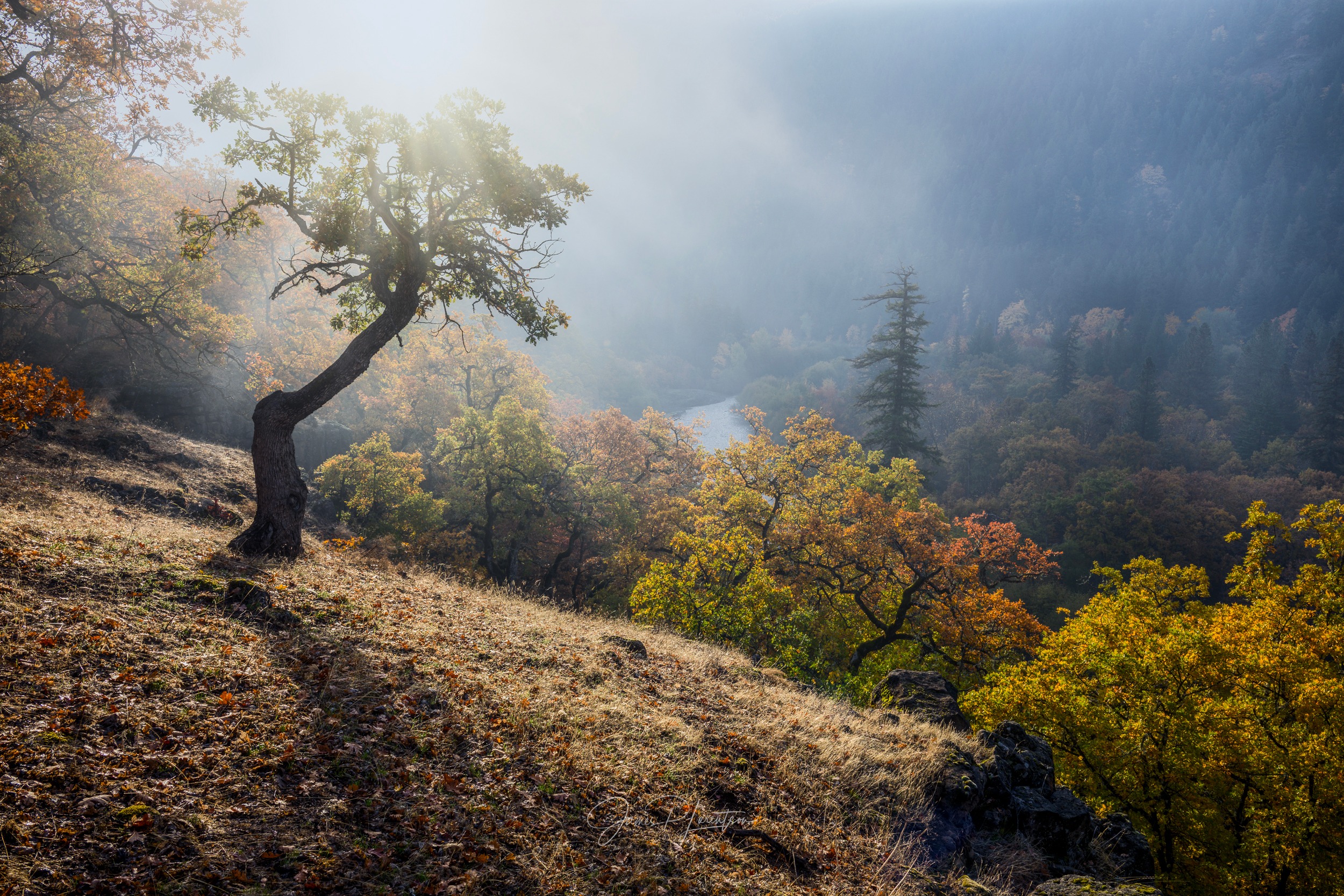 A backlit oak on a golden autumn hillside with radiation fog threading through the river canyon below