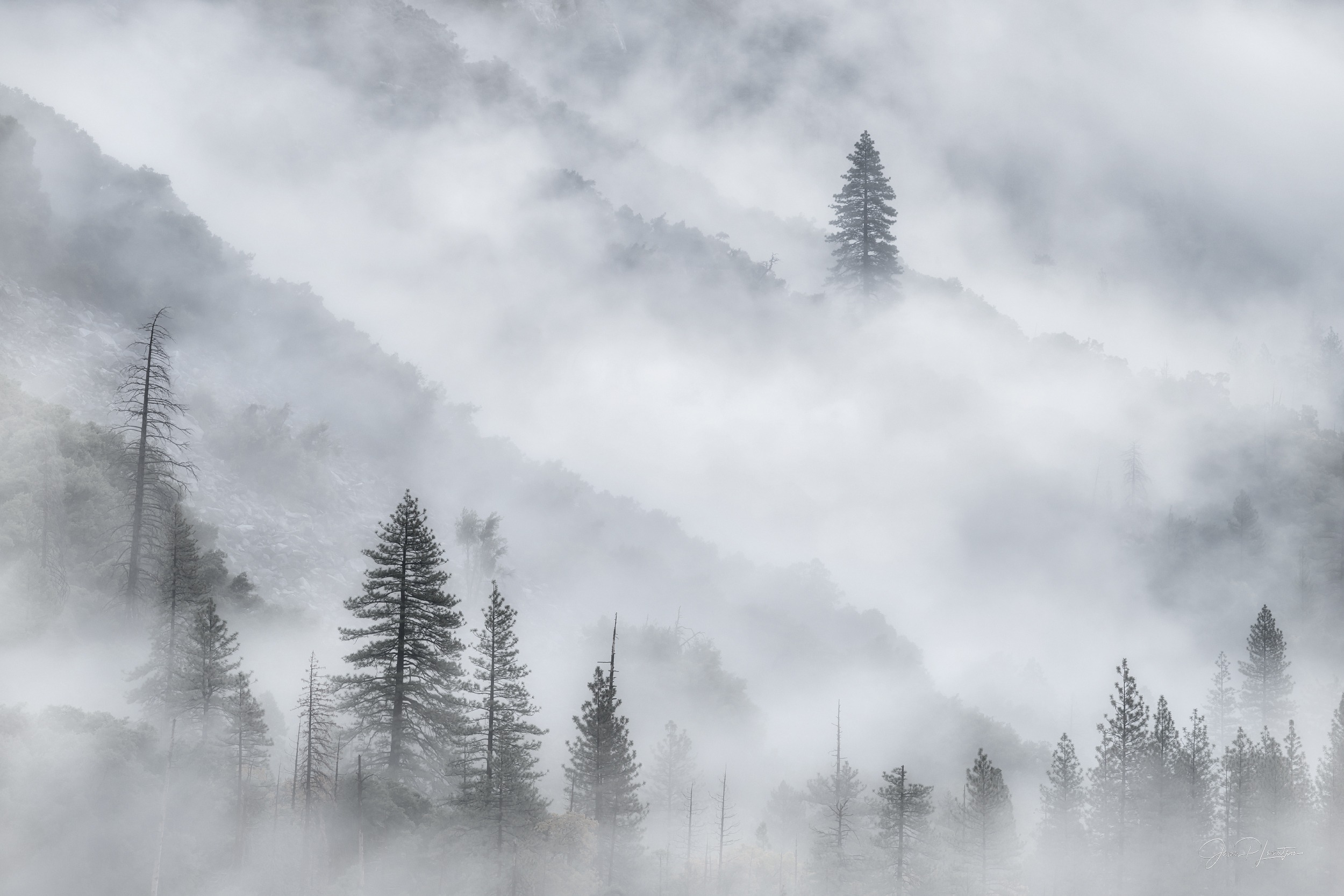 Fog sweeping across a forested canyon wall with pines emerging from layered mist