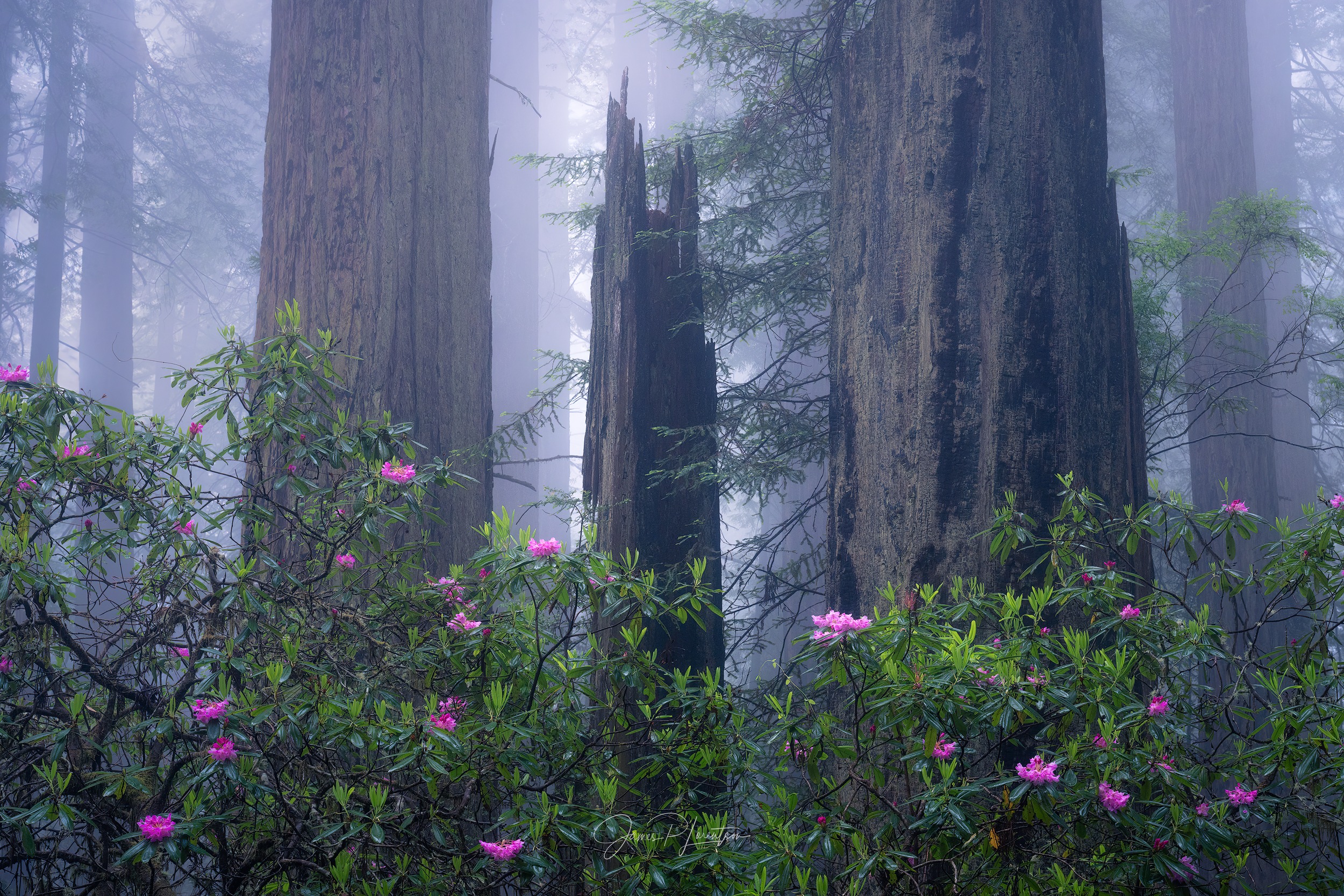 Fog photography 2