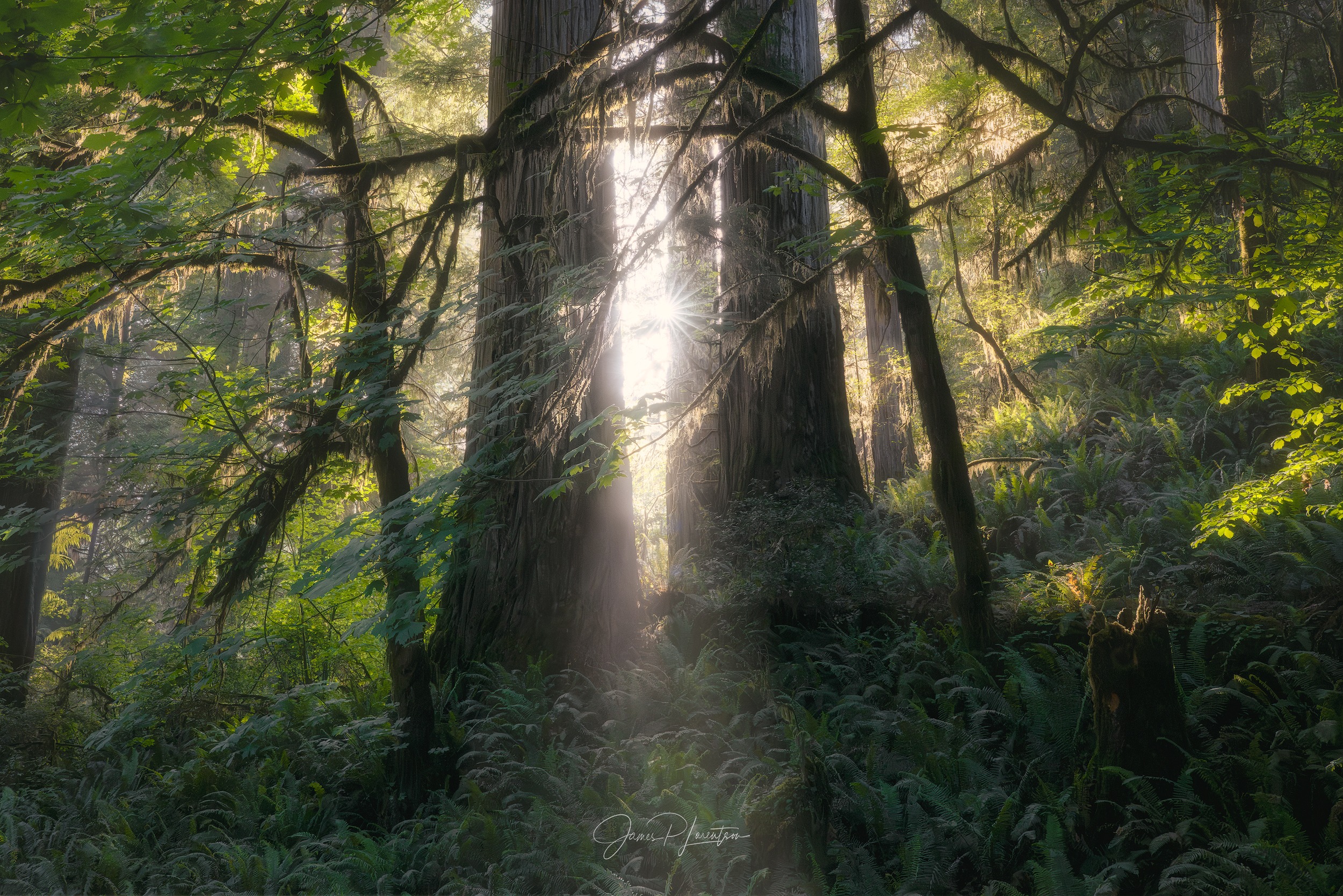 Fog photography 4