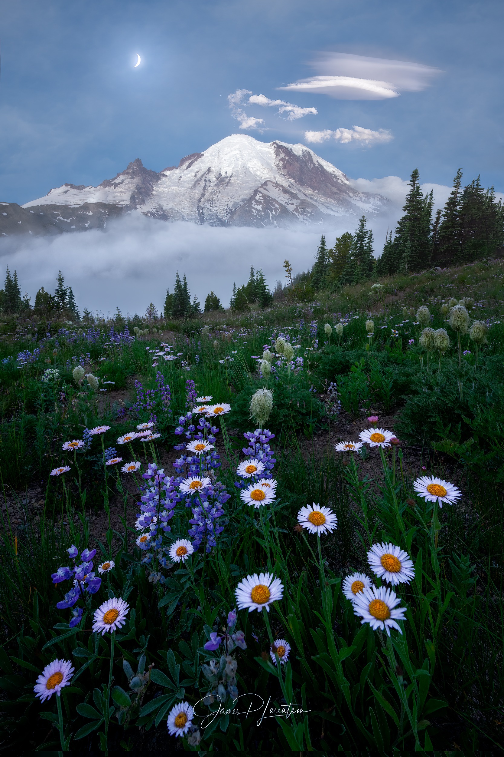 Mount Rainier rising above a low cloud layer and wildflowers at Paradise.