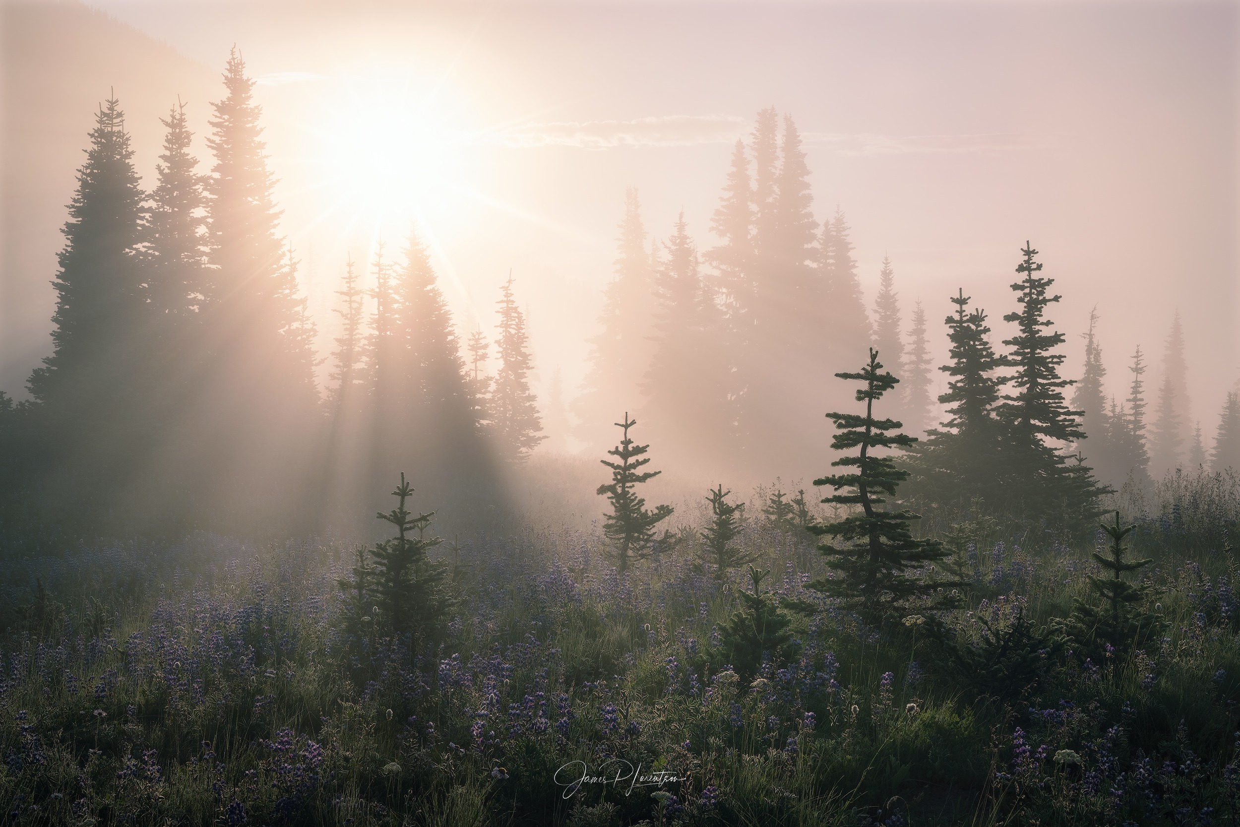 Mount Rainier Paradise Fog Spotlight hero image